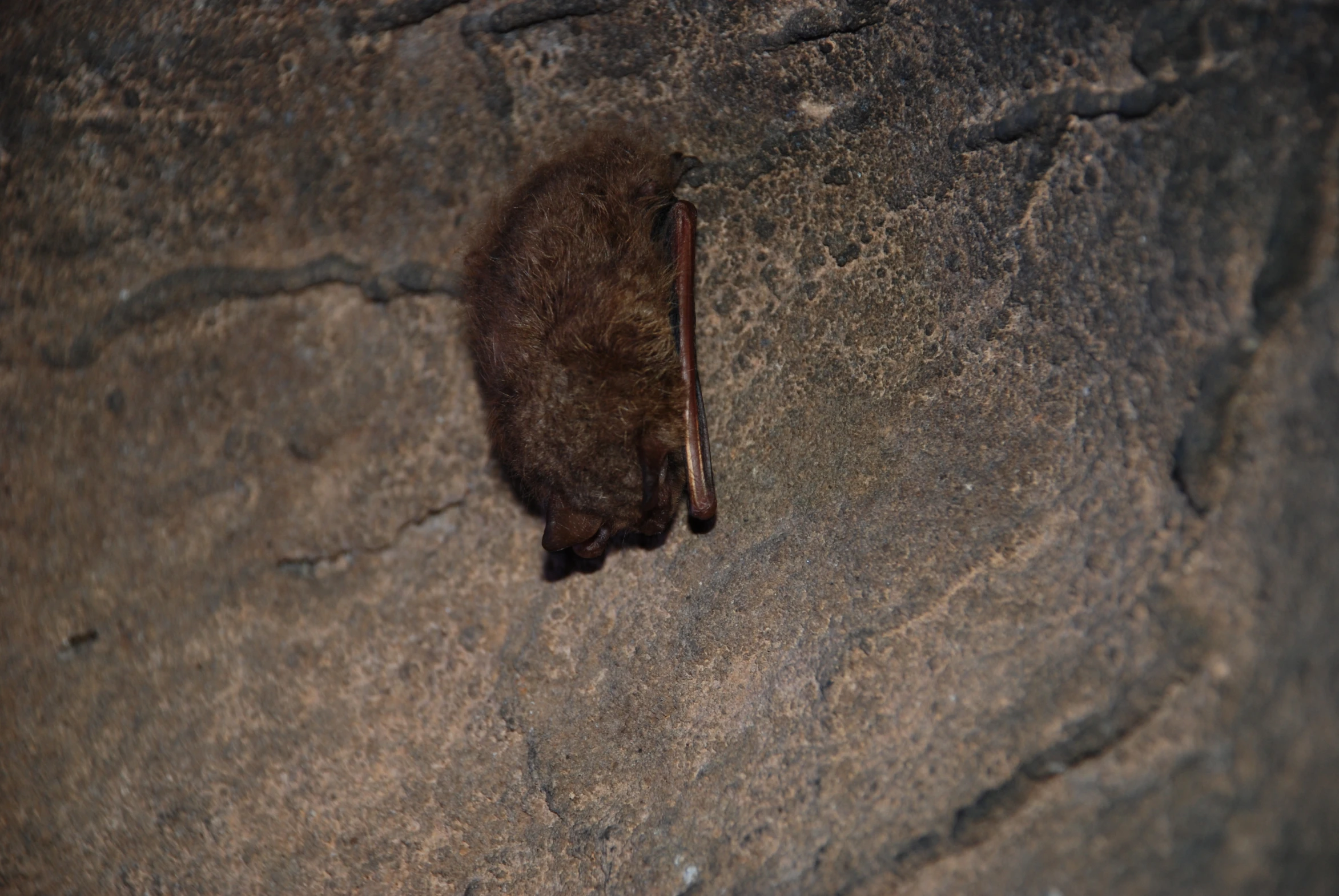 a brown mouse is laying on a rock