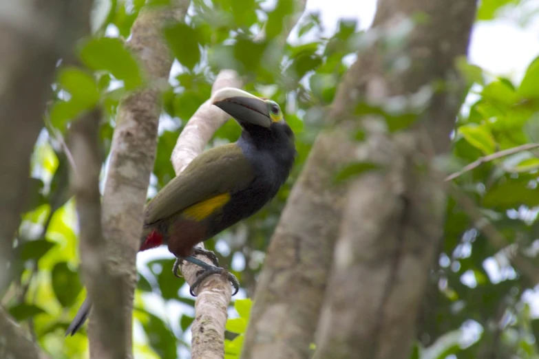 a multi colored bird perched on a tree nch