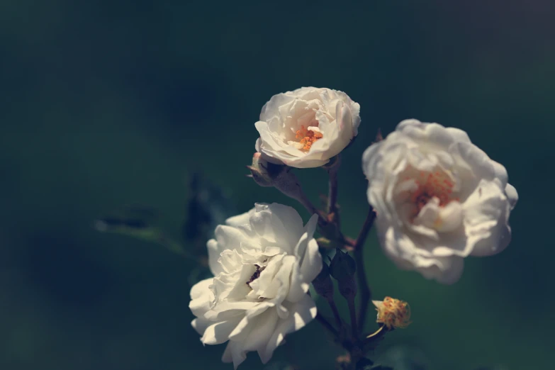 some white flowers with green stems and small leaves