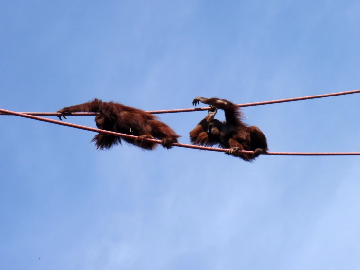 two animals hanging out on a clothes line