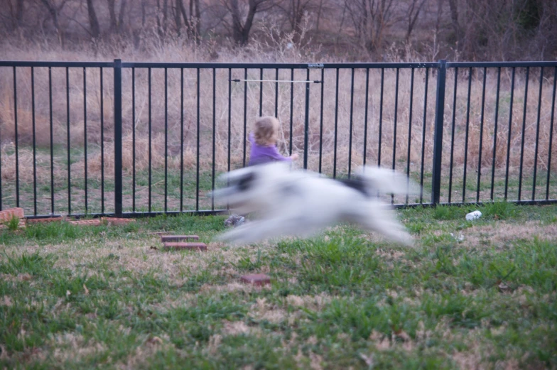 a girl in purple shirt playing with dog behind a fence