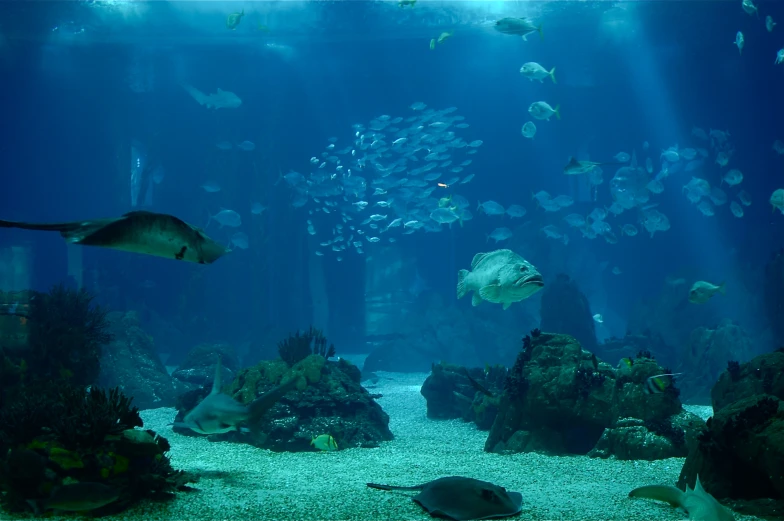 a large group of fish swimming around the aquarium