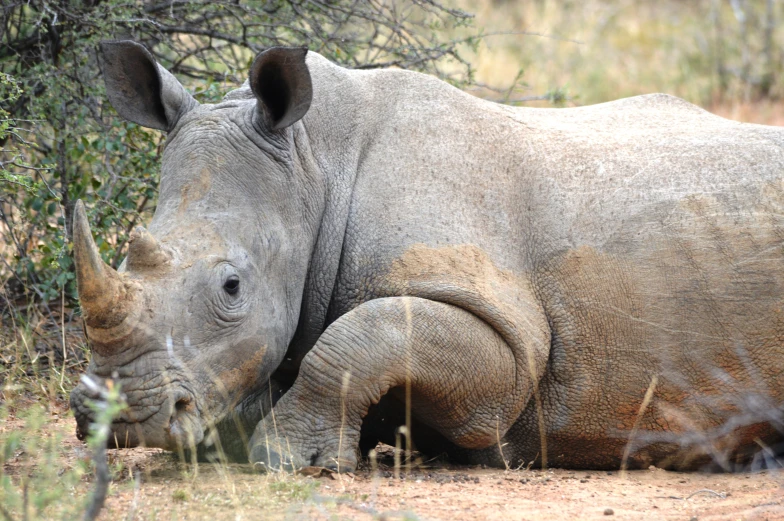 a large black rhino resting in the dirt