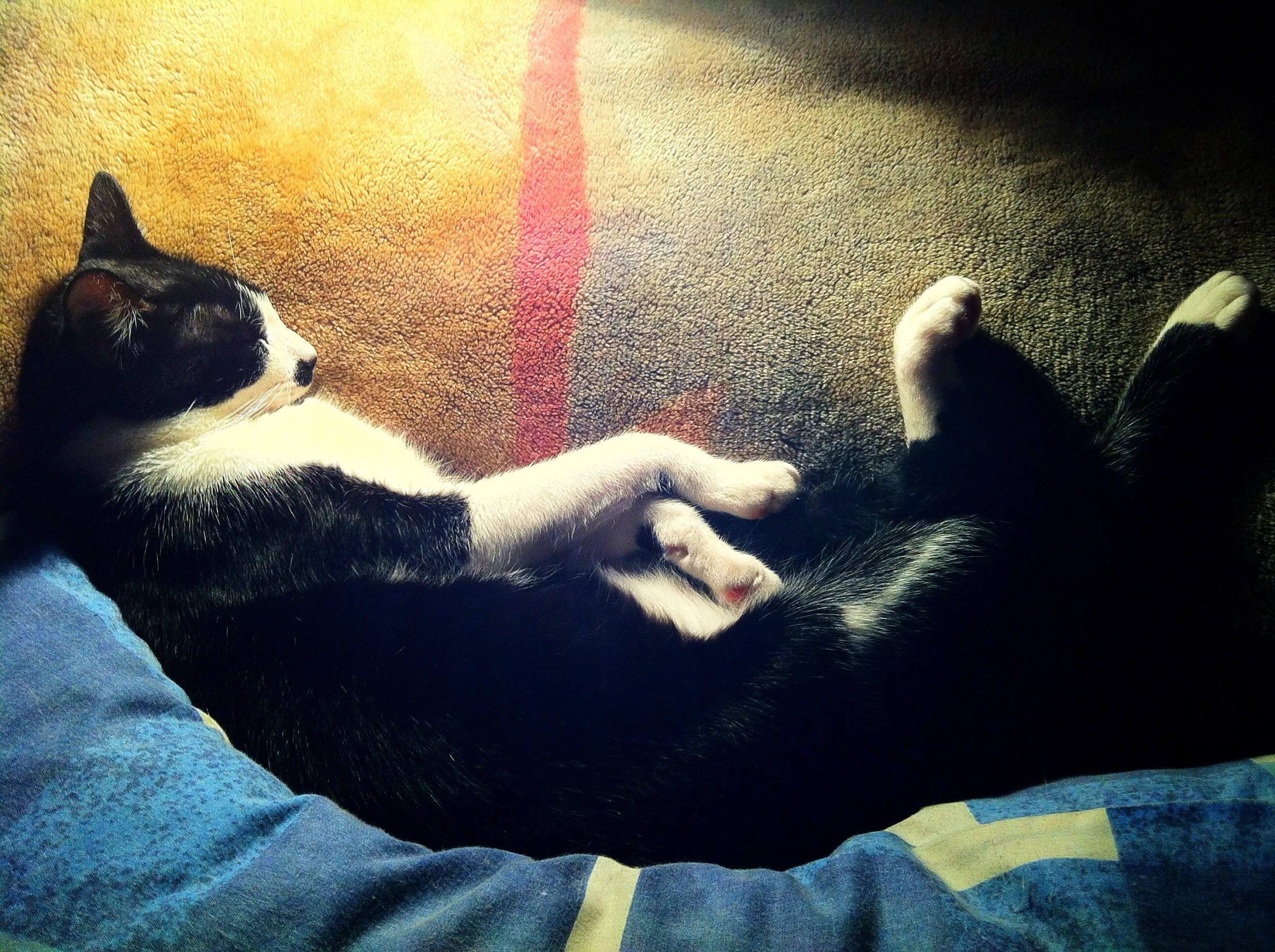 there is a black and white cat laying down