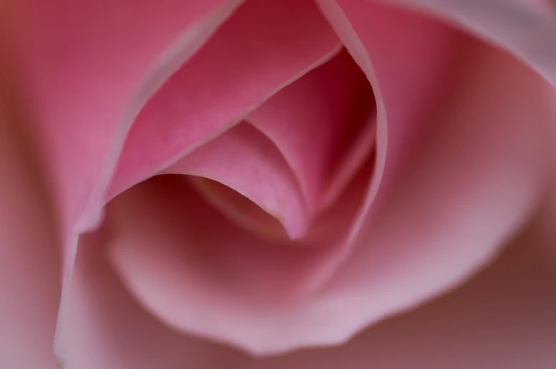 a closeup view of a pink rose flower