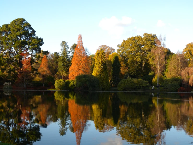 several trees are seen reflected on the water