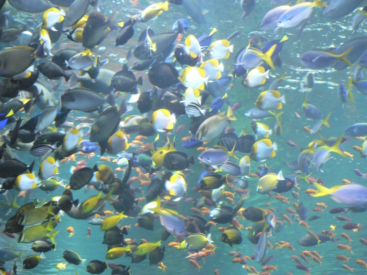 many colorful fish floating in an aquarium