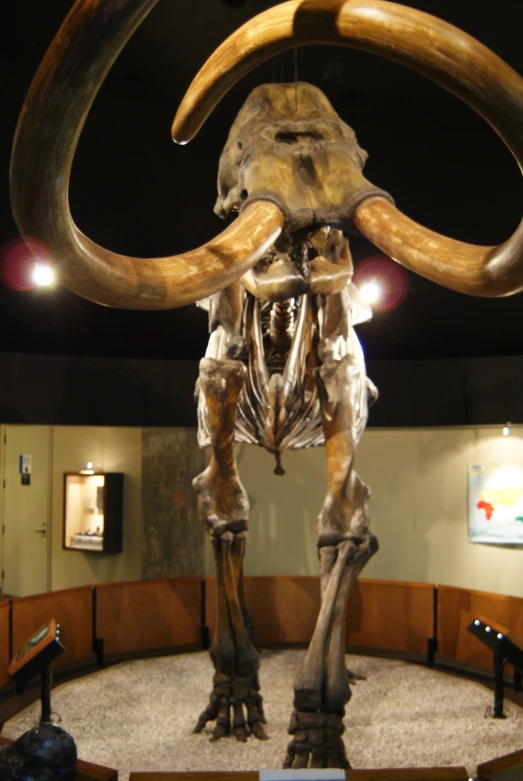 a large animal's skeleton displayed in a museum