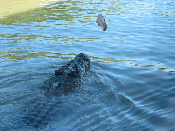 a large alligator swims in the water