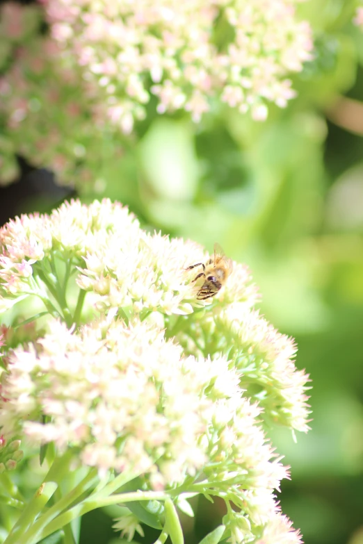 the pollen is flying very close to the flower