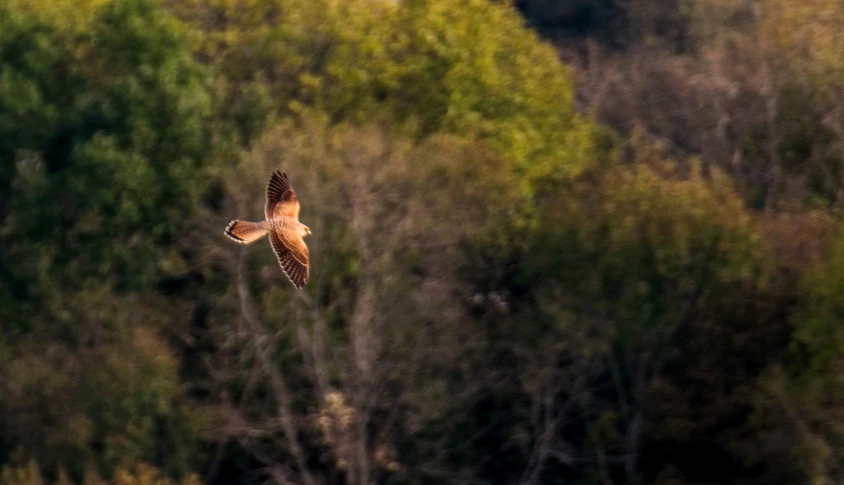 an owl flies above a field full of trees