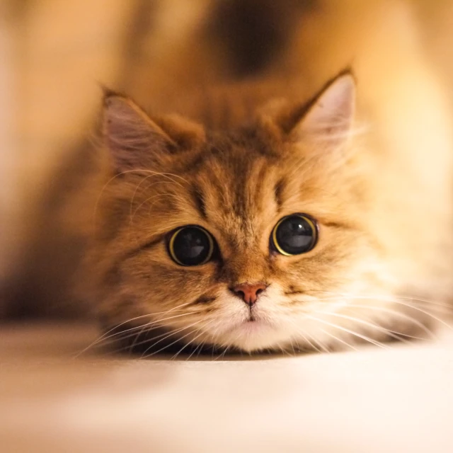 an orange cat staring at the camera