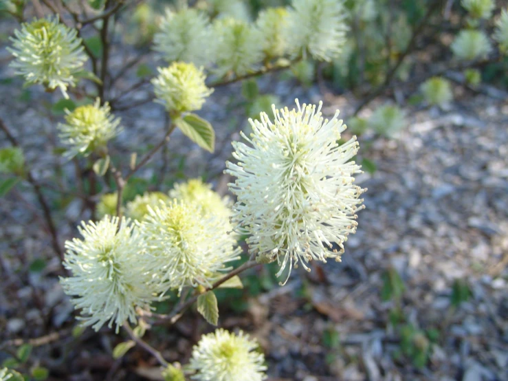 close up view of flowers with dirt ground in the background