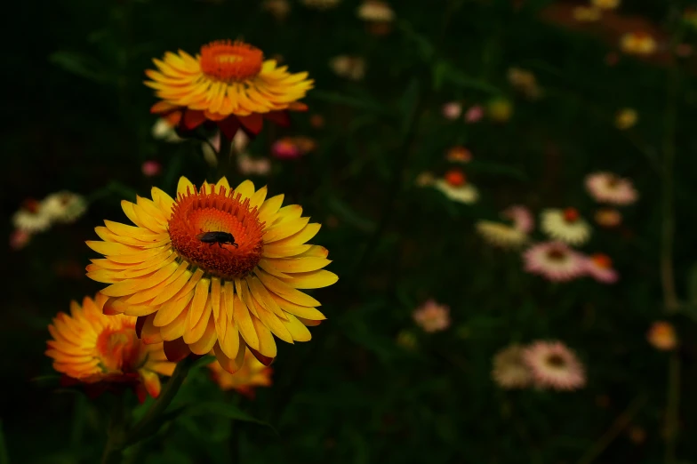 several yellow and red flowers in the grass