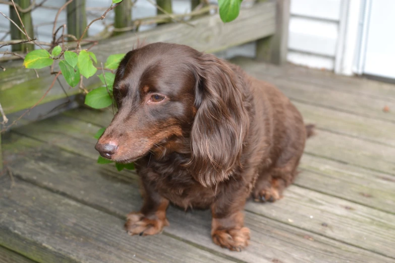 a small brown dog on a wooden porch