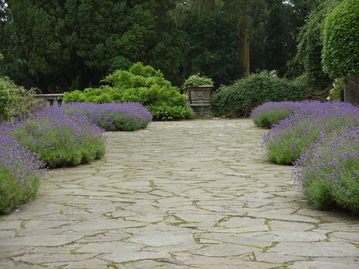 a walkway leading to some beautiful purple flowers