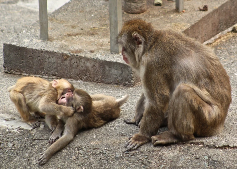 two monkeys, one sitting and the other lying on concrete