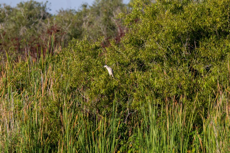 bird perched in the top of some tall grass