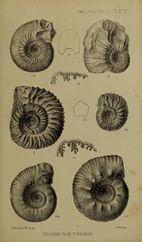 a collection of shells are shown in black ink