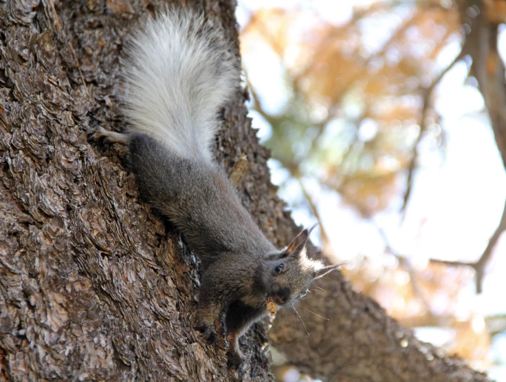 a grey squirrel is climbing up on a tree