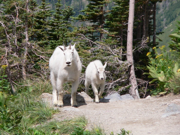 two white goats walking down a wooded path