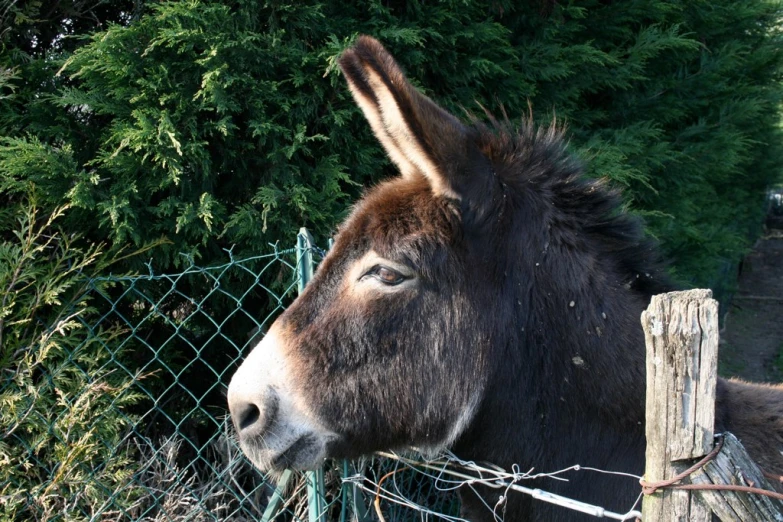 an animal looking over the fence at a person