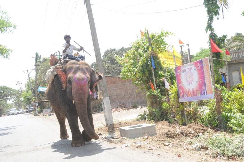 man on top of the elephant crossing street