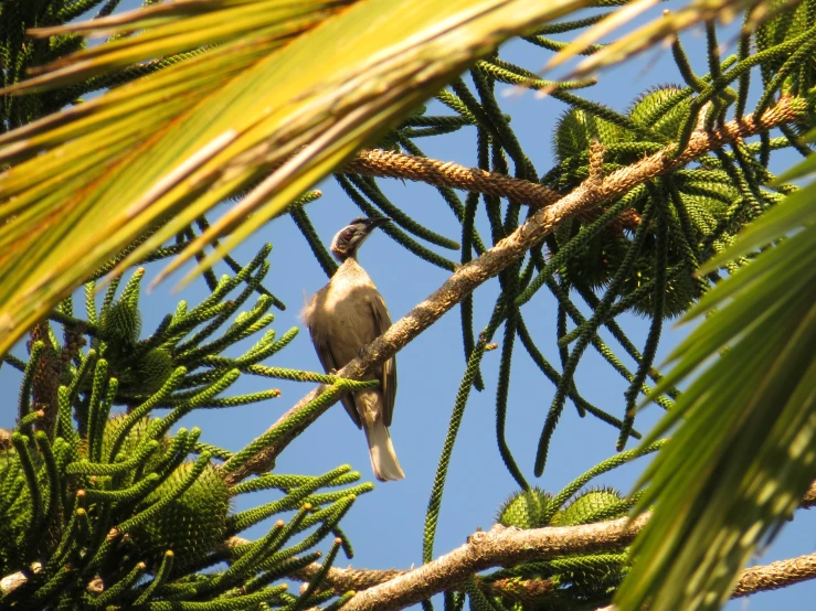 the bird is standing up in the tree nches