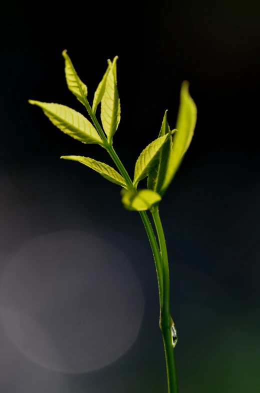 a sprig of grass and dew on the tip of it