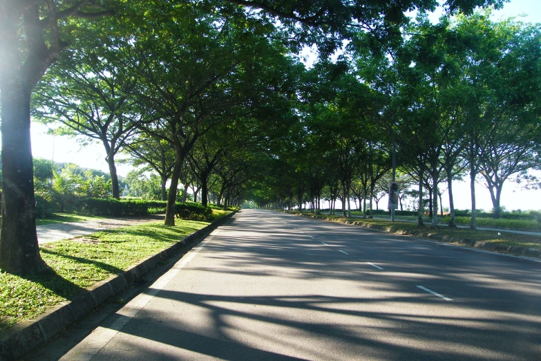 a roadway lined with trees at the center of grassy area