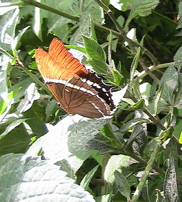 a brown erfly sitting on some green leaves