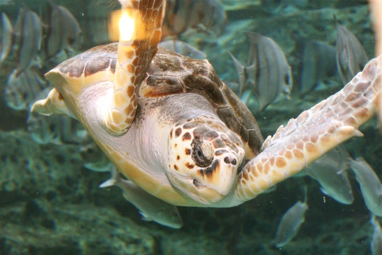 a large turtle swimming under a body of water