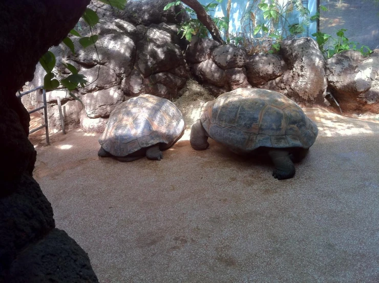 two tortoises are walking inside of their enclosure