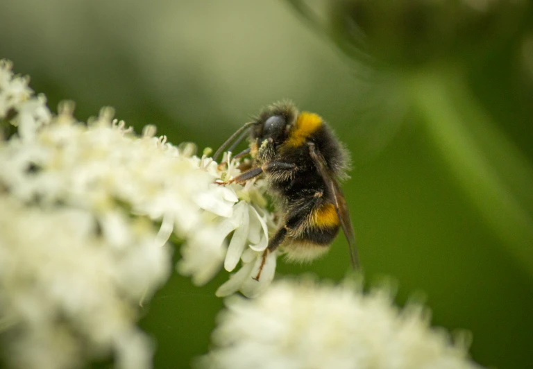 a bee sitting on top of some flowers