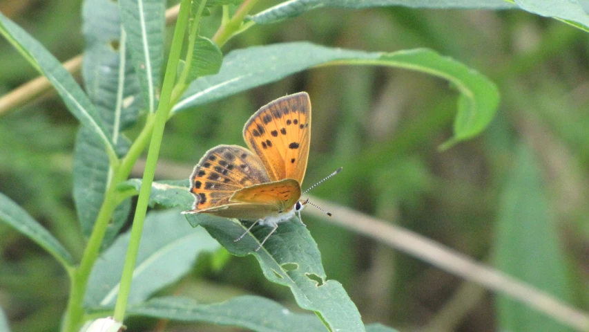 a erfly with spots that are brown on the wings