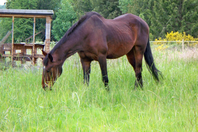 a horse standing in a grassy field by itself