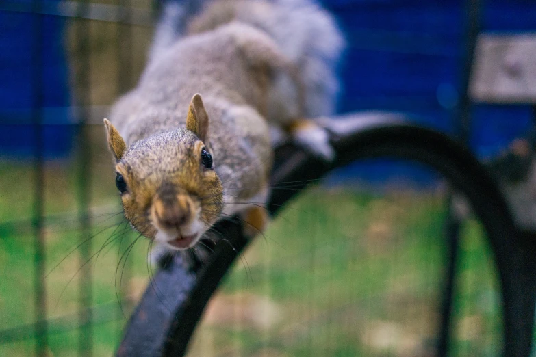 a squirrel that is sitting on a post