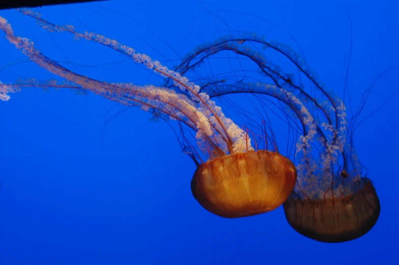 jellyfish swimming underneath clear blue water and reaching for the air