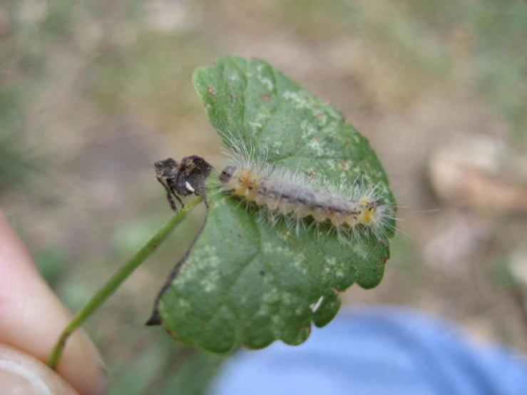 a green leaf that has a bug attached to it