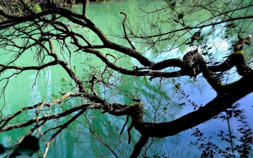 a tree and water with sky reflection in it