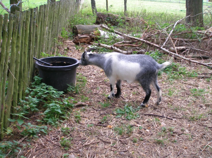 a small donkey eating grass by a barrel and tree