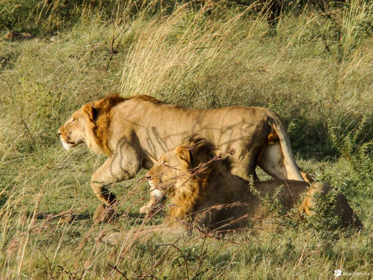 a lion and its cubs in the middle of grass