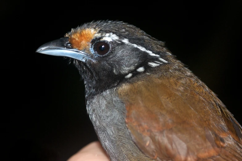 a small brown and black bird with orange on its forehead