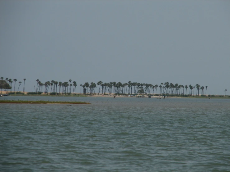 a bunch of palm trees that are in the ocean