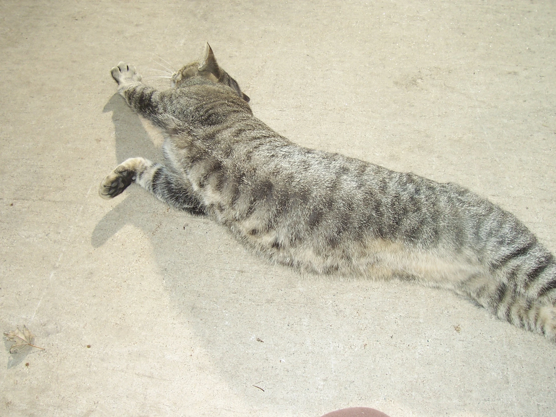 an image of a cat stretching out on the ground