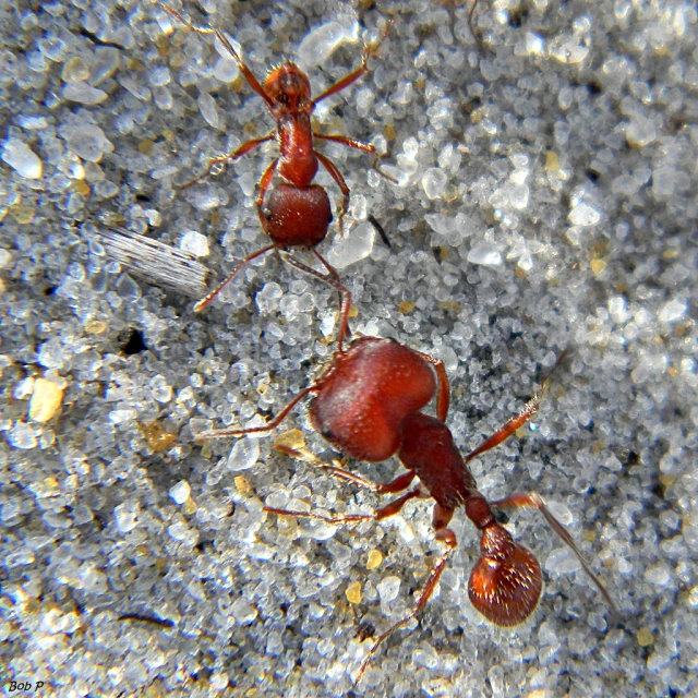 two red ants crawling on cement looking at soing