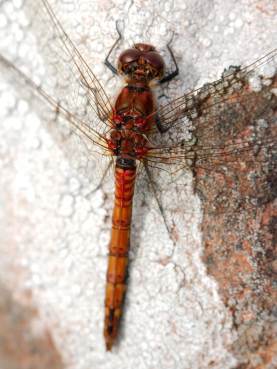 a large insect that is sitting on a rock