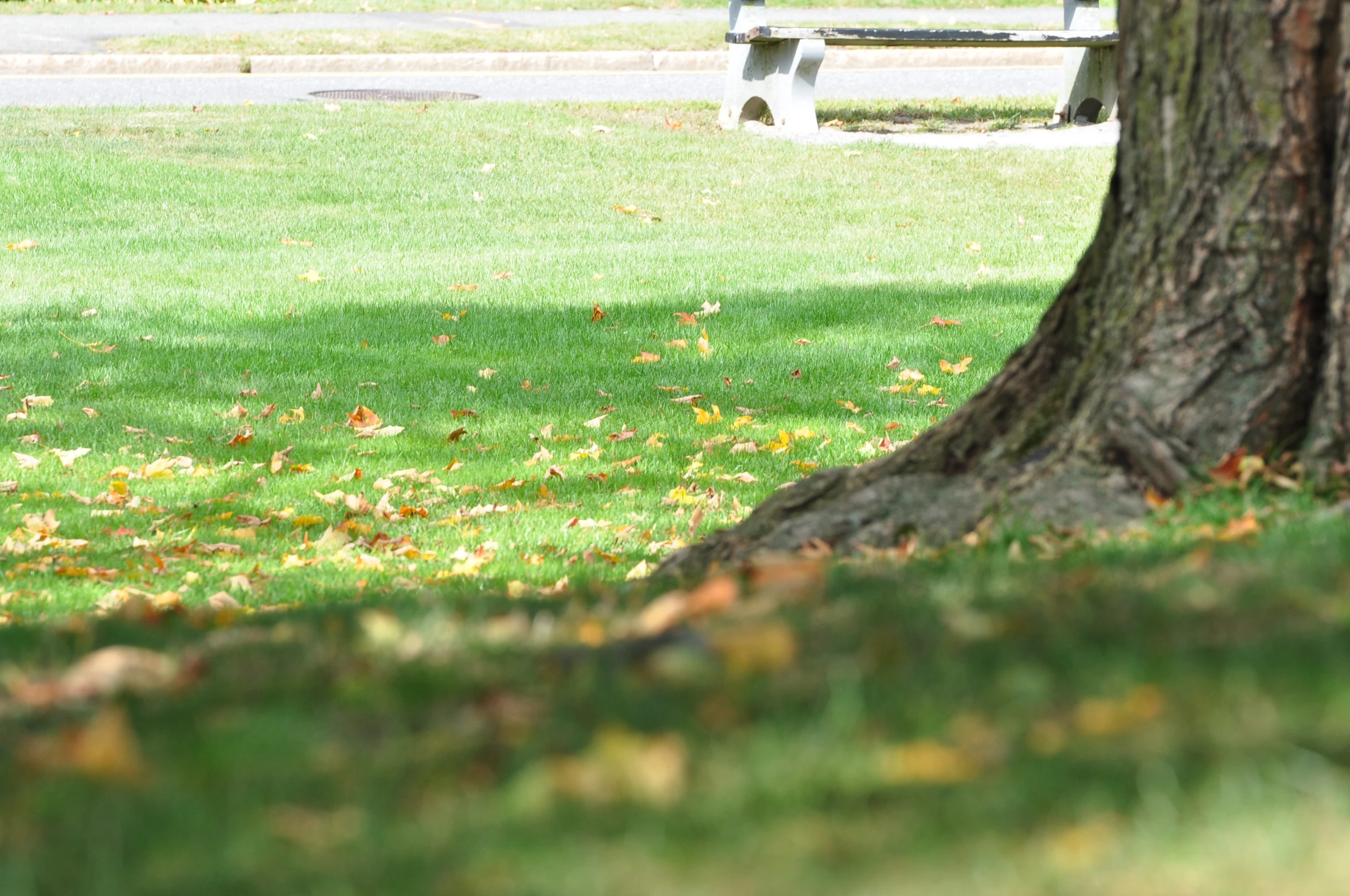 a park bench sitting next to a tree