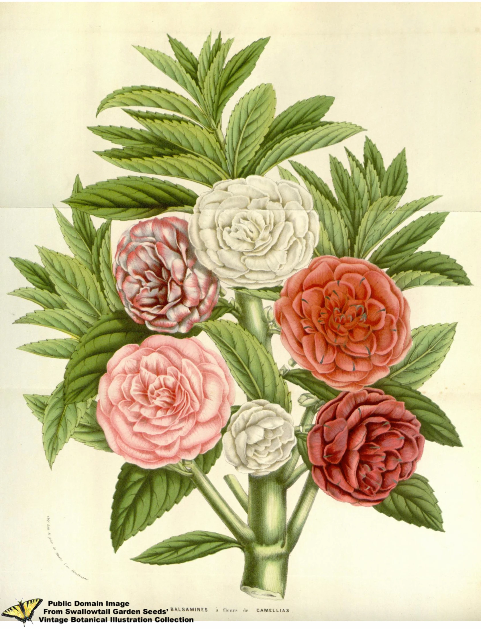 this illustration depicts large flowers, including red and white ones