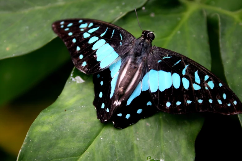 a very big pretty erfly with very pretty wings